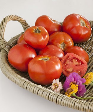 Marion Heirloom Tomato